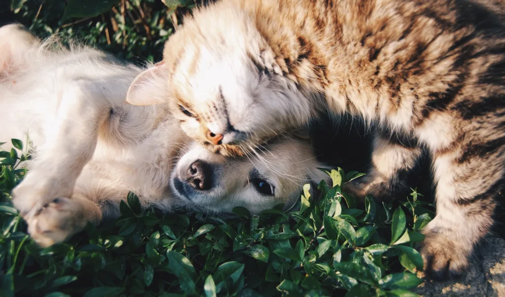 Local SEO for Pet Waste Removal & Lawn Care in Romford | Get More Clients
